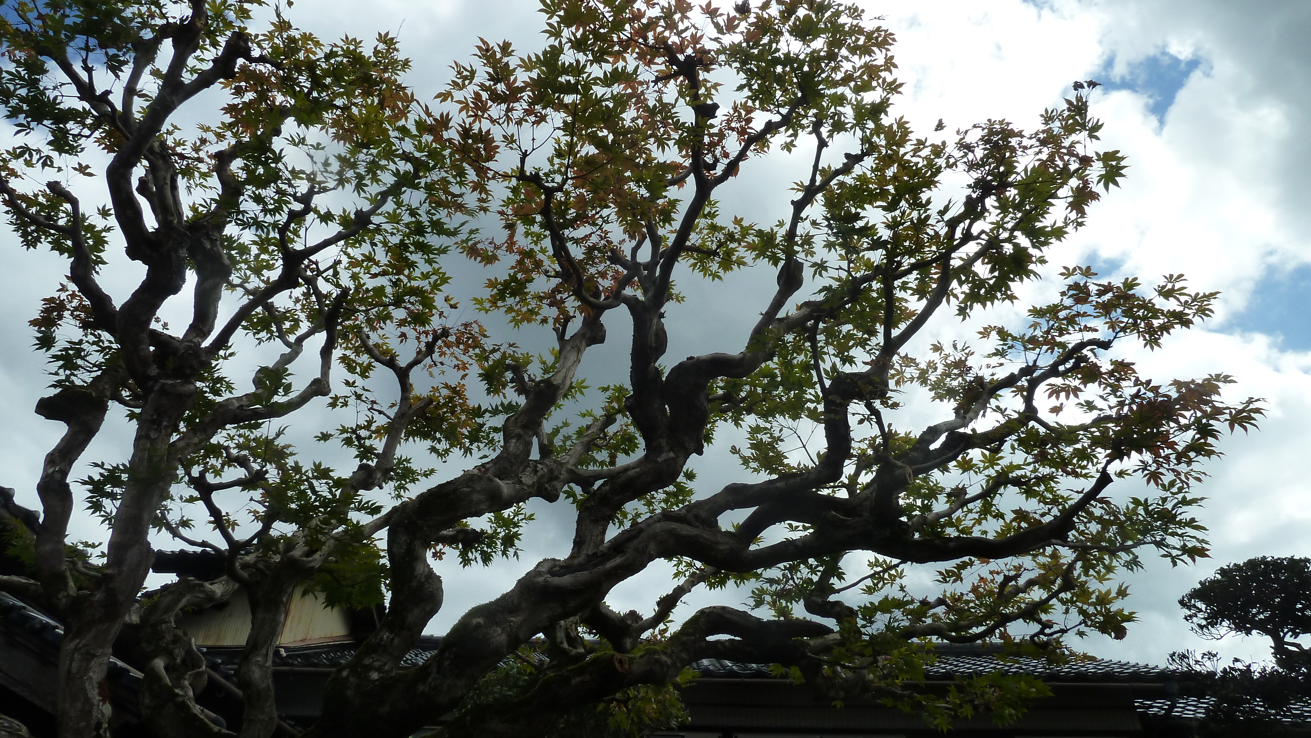 しろくろ 日本酒]白糸酒造 田中六五 6513 720ml – ナチュラルワイン専門