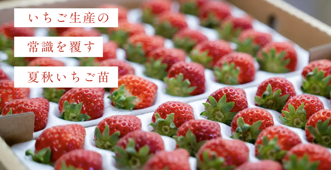 信大BS8-9協議会 | 夏秋いちご生産