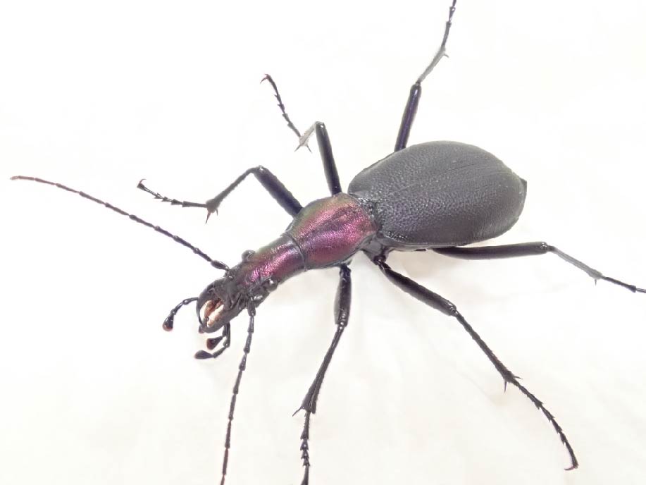 マイマイカブリの進化｜研究業績-カテゴリー