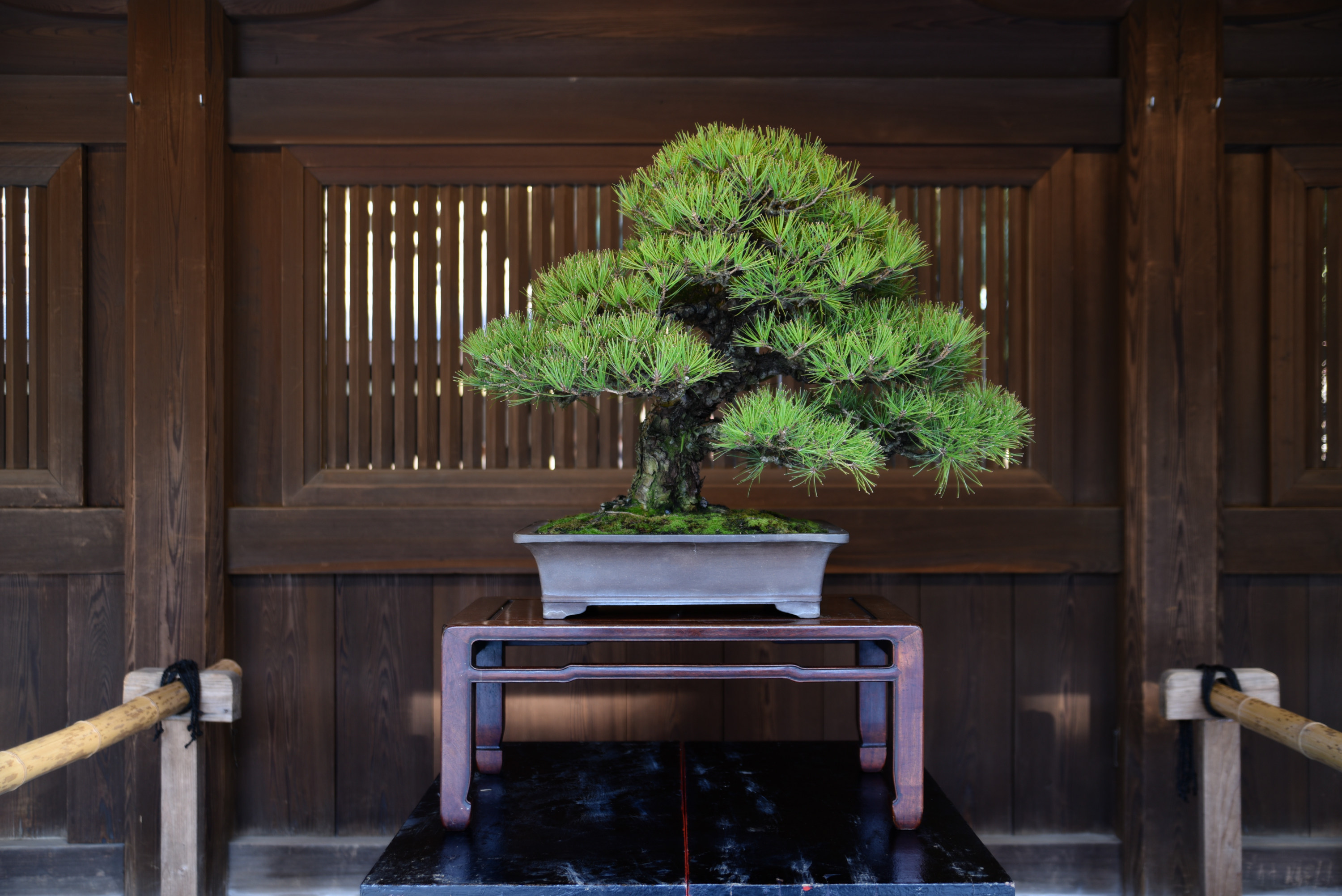 創業170年大宮盆栽清香園｜展示・メディア掲載等活動実績