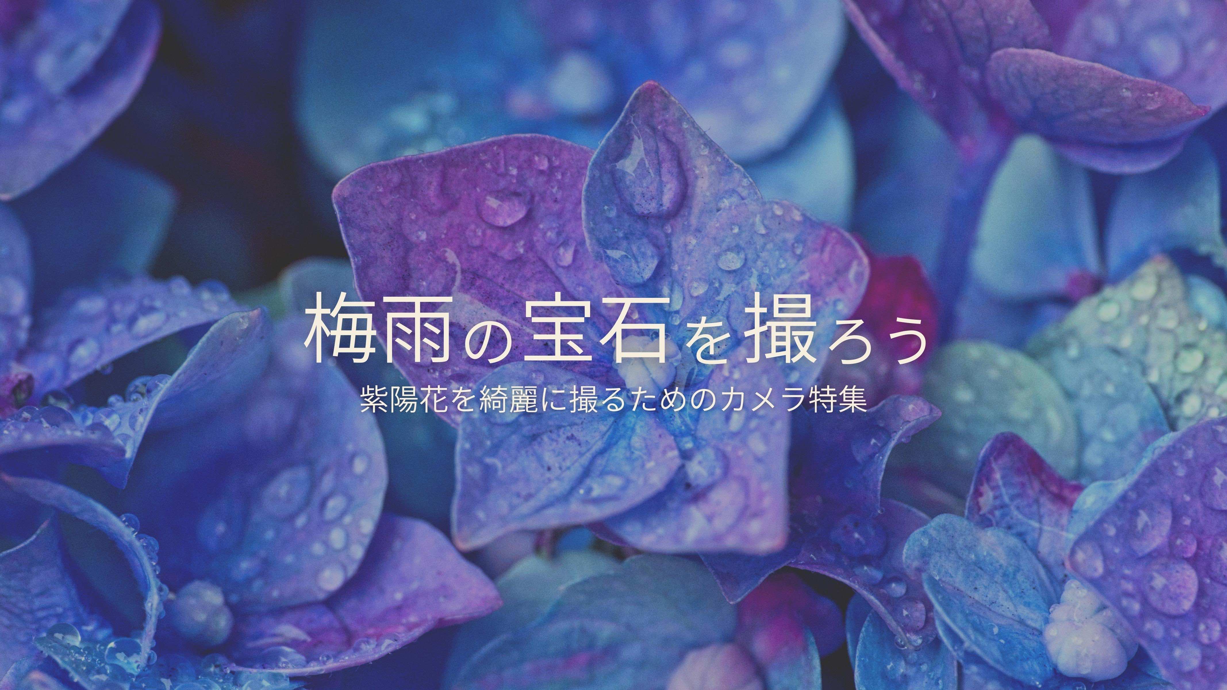紫陽花　宝石のような煌めく華やか箔帯 紫陽花宝石のような煌めく華やか箔帯