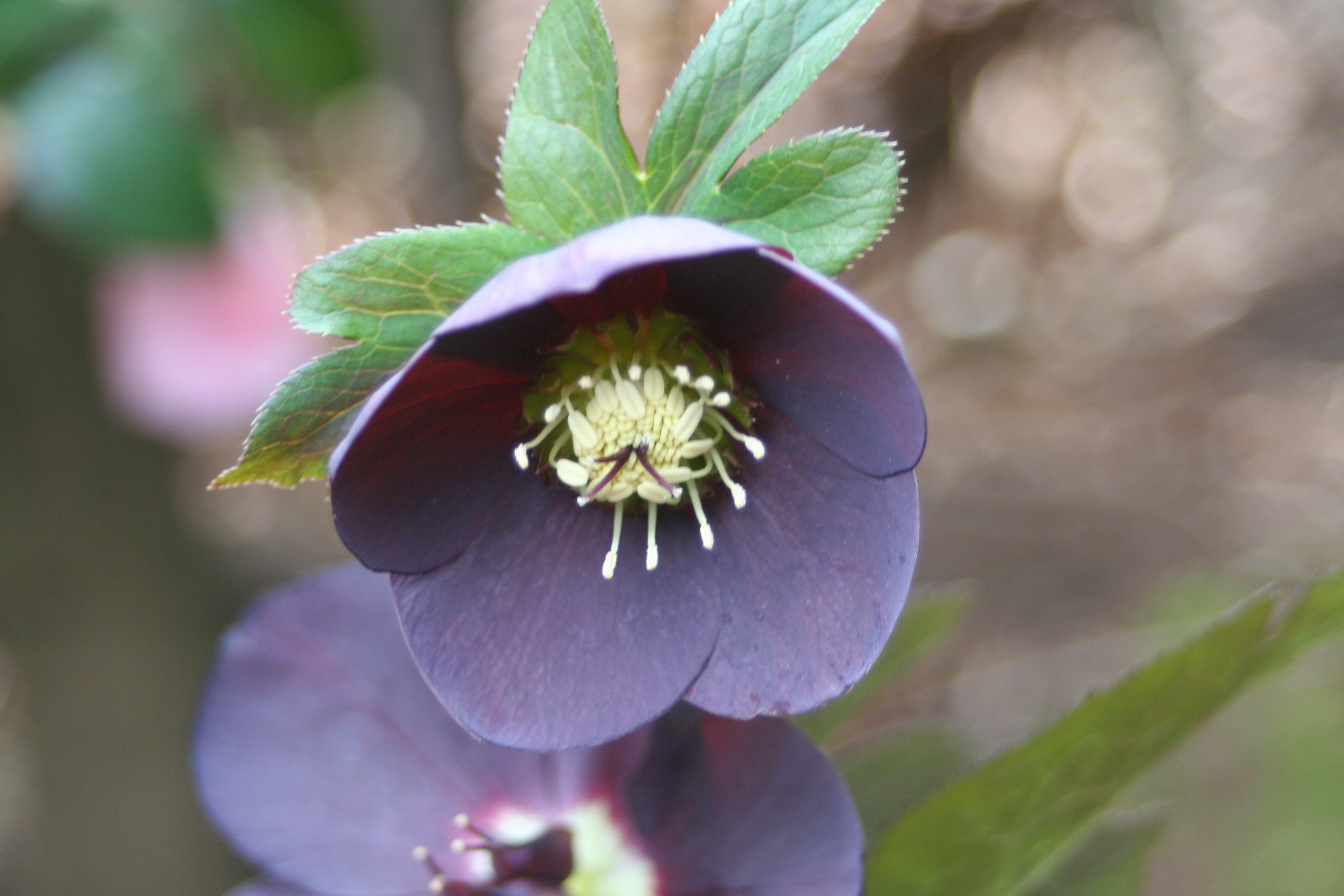 野田園芸/クリスマスローズダブルフォトギャラリー