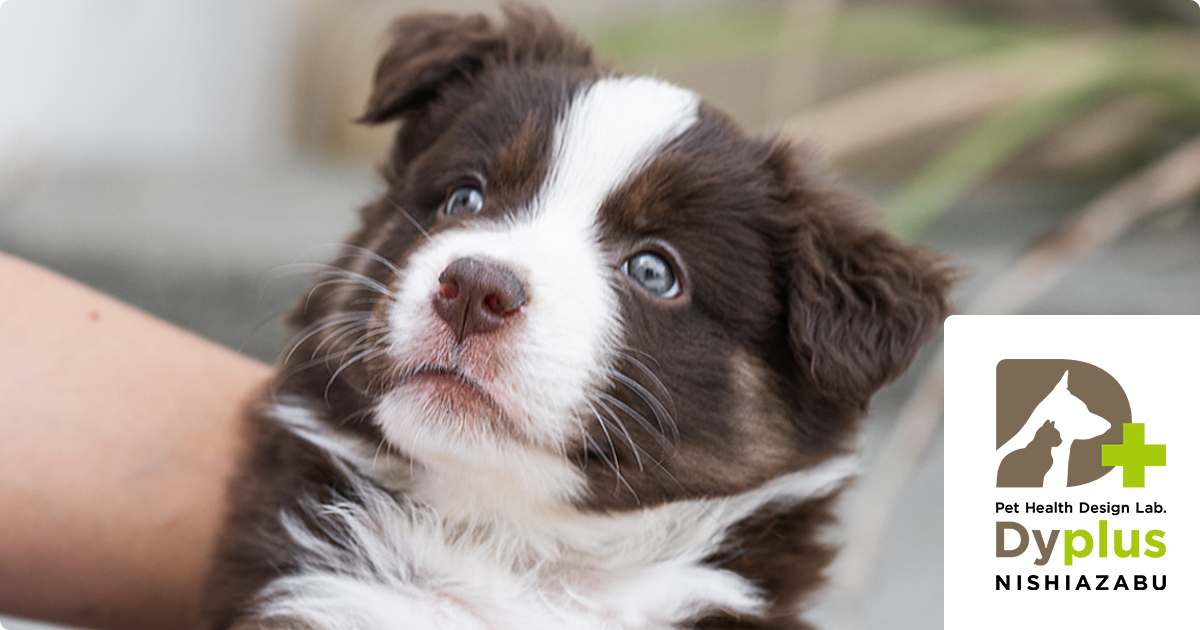 犬のリハビリ・シニアケア｜港区西麻布 動物病院併設 Dyplus