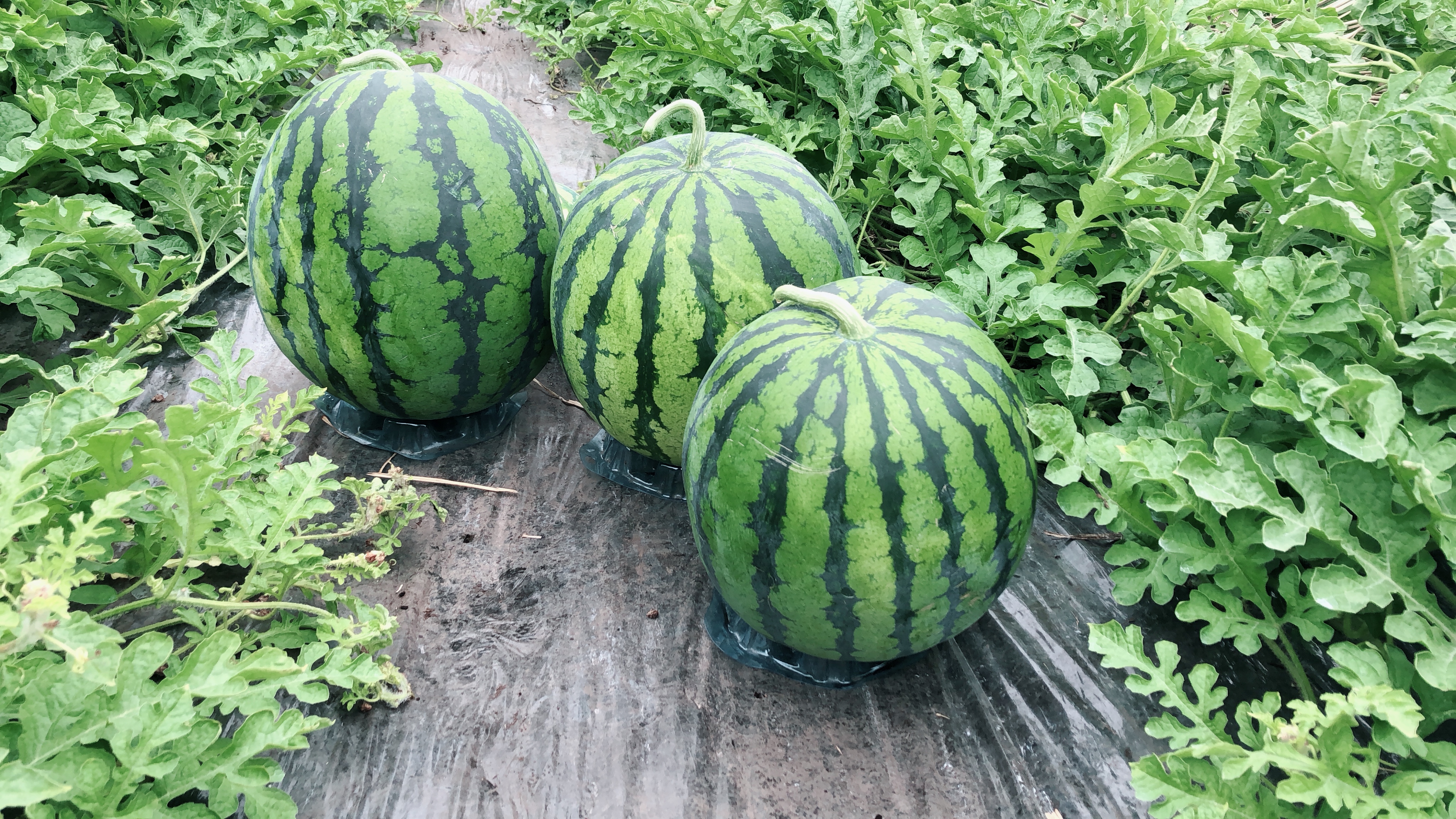 ハンドメイドおめかしスモックフリル　110 スイカ ハンドメイドおめかしスモックフリル 110 スイカ ハンドメイドおめかし