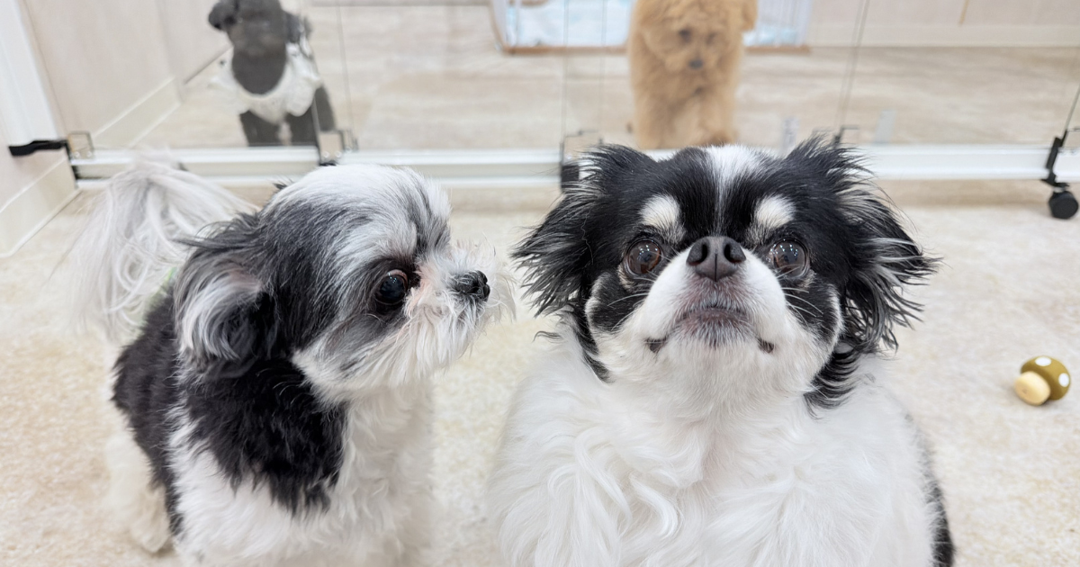 新宿の犬の幼稚園・トリミングサロン・ペットホテル｜nico