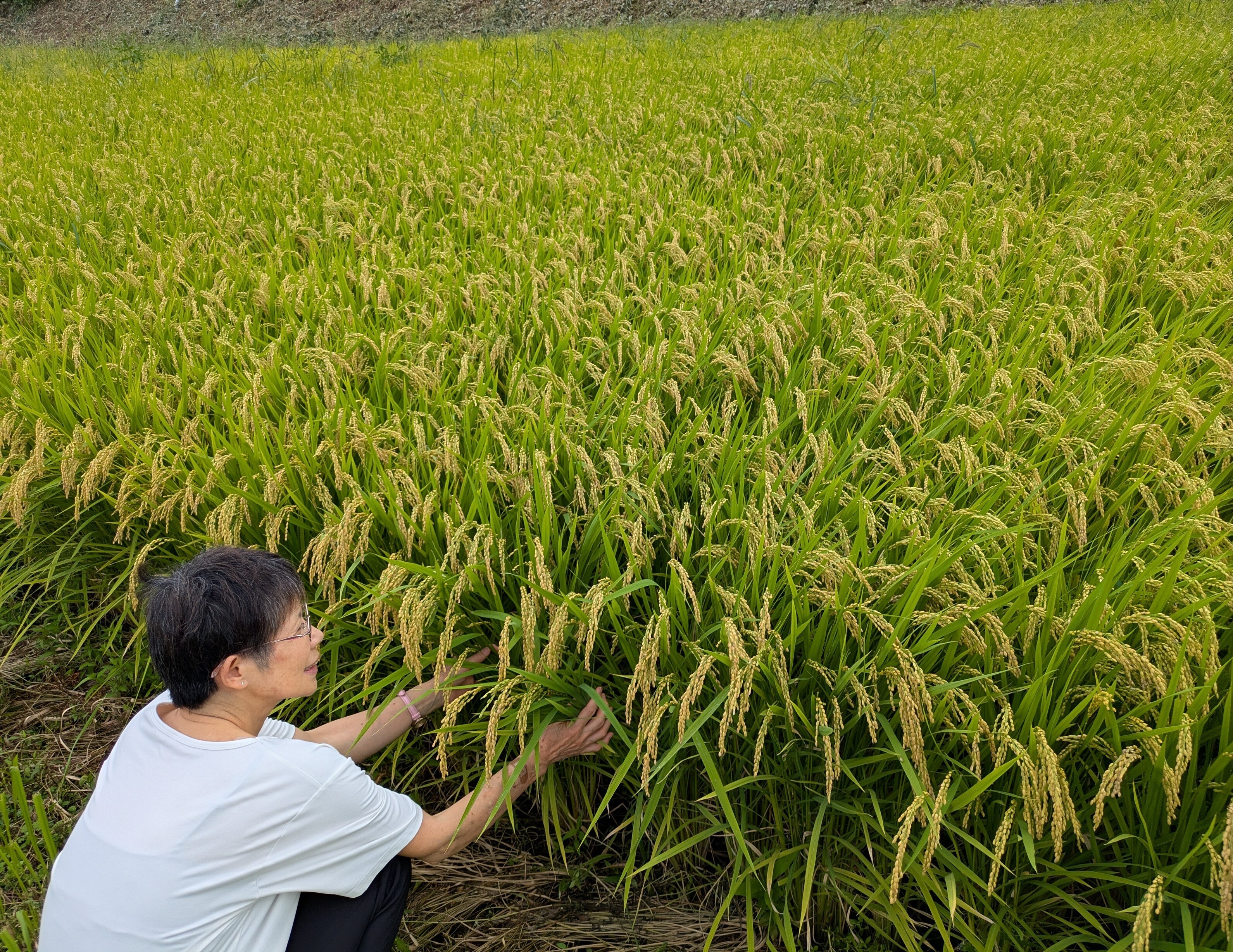 ナオちゃんのおこめ