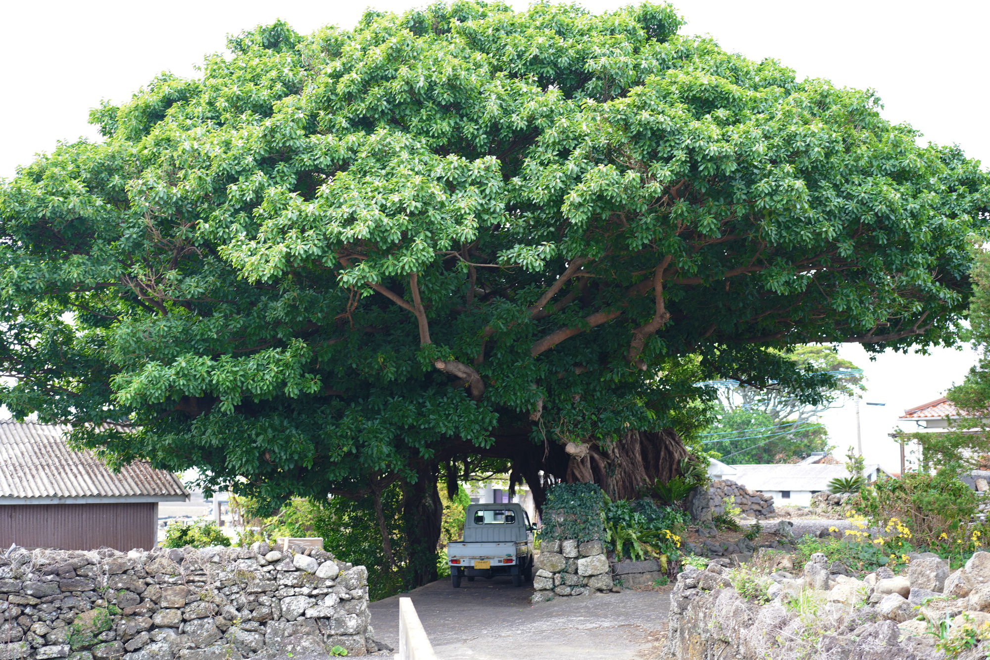 ✨✨✨オキナワモンパノキ【◎良品素材】検/old tree /アコウ 6ce0ccaa-b8d0-4f1d-9749-