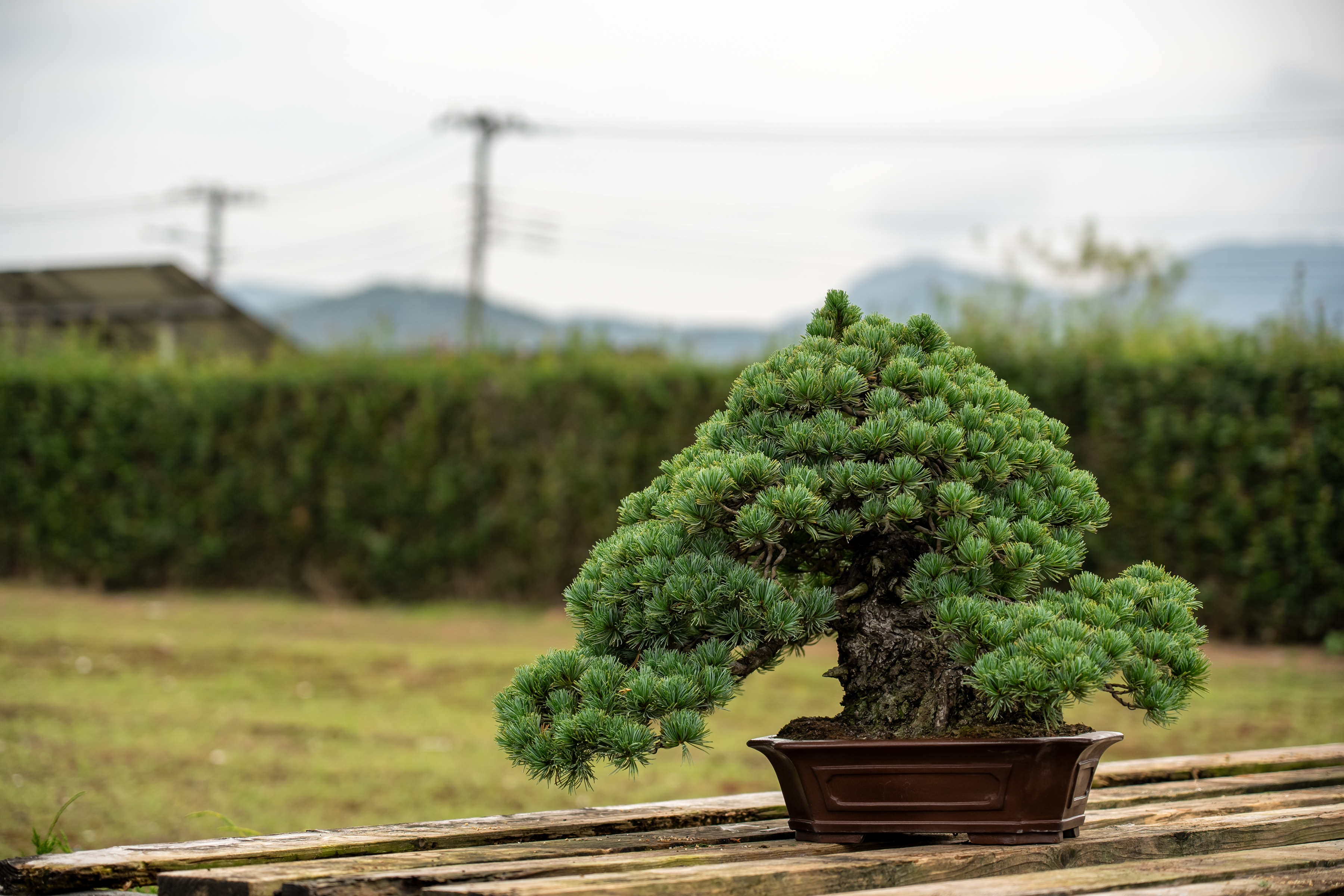 盆栽八