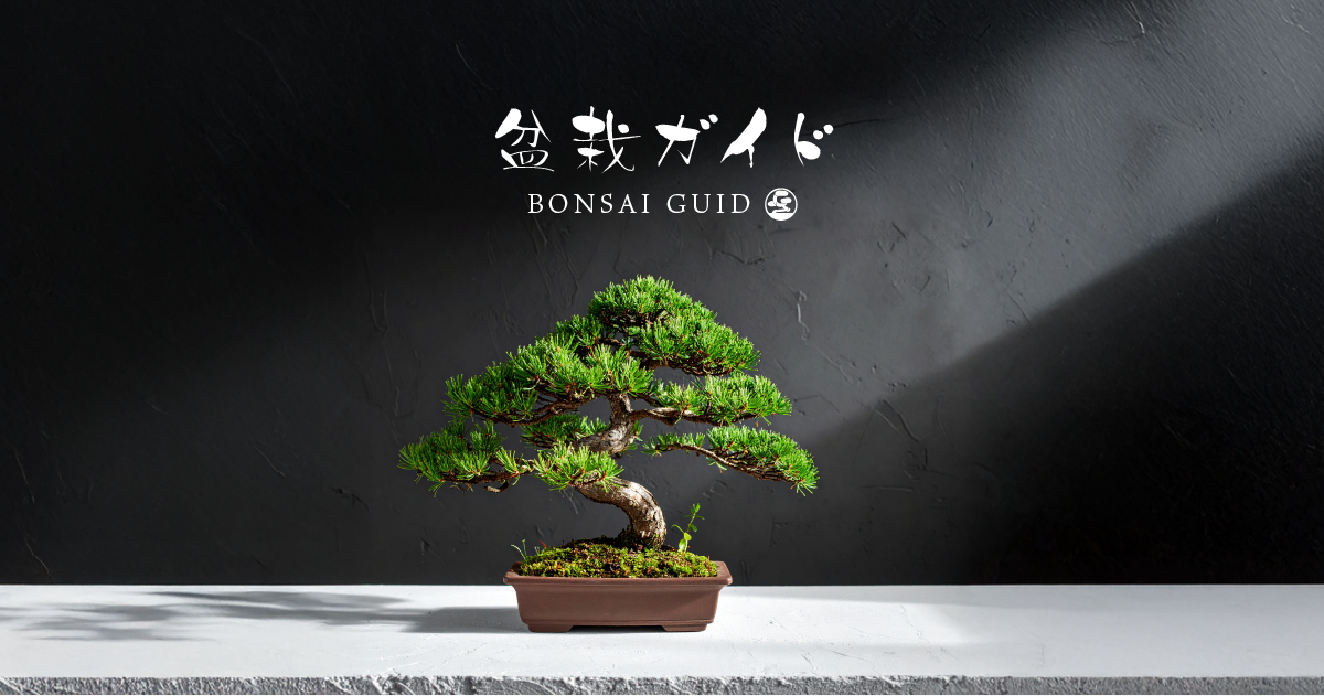 杜松盆栽の育て方大全 力強い幹肌を活かすコツ｜盆栽ガイド