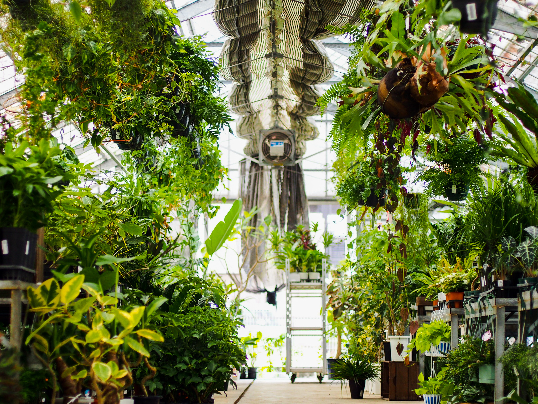株 高島屋 植物園