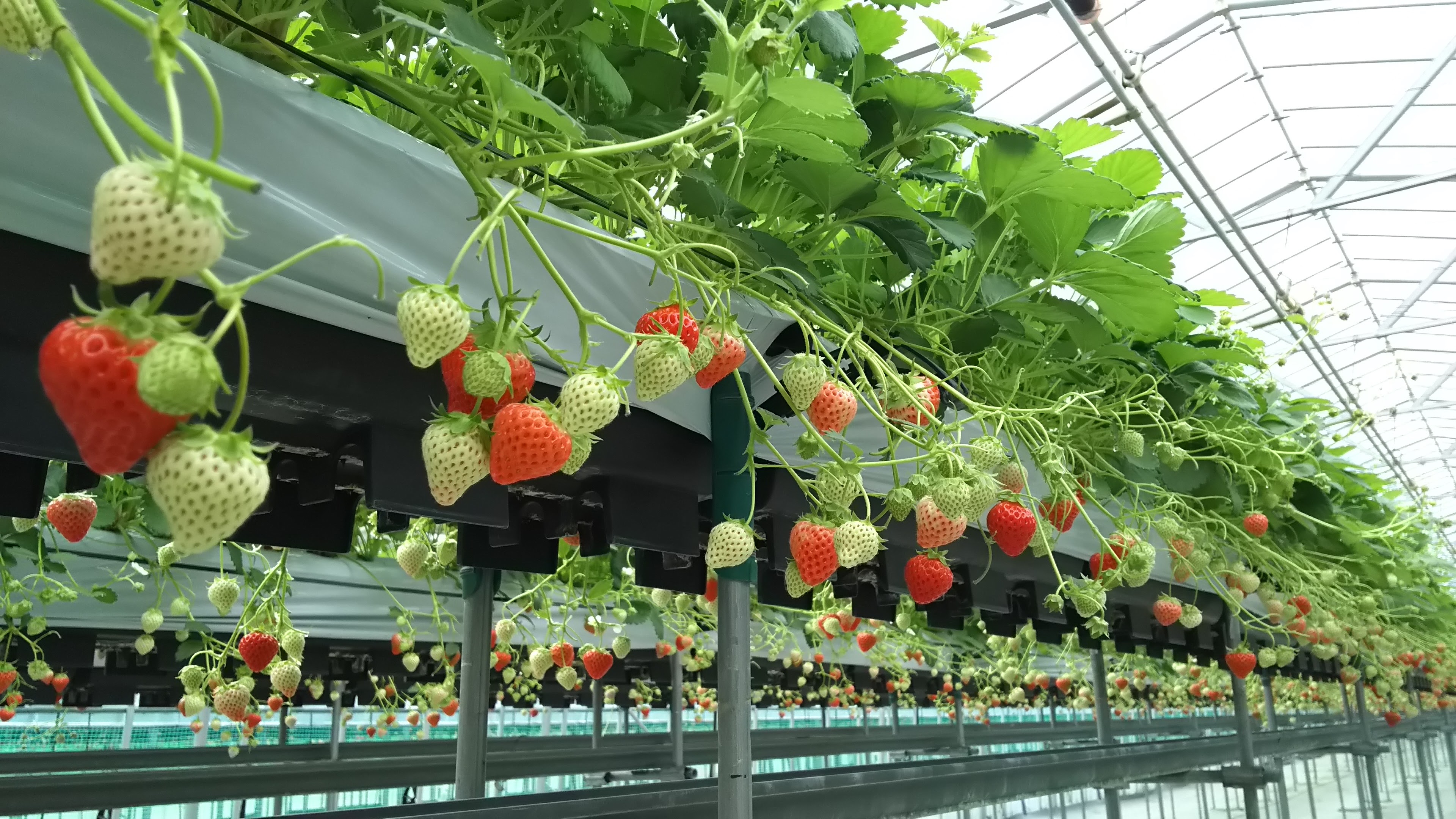 みやむら農園/夏秋いちご