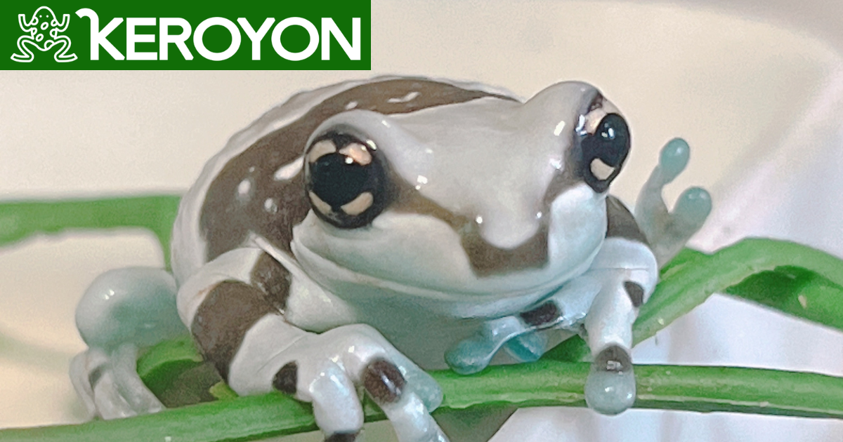 ミルキーフロッグ専門店 KEROYON