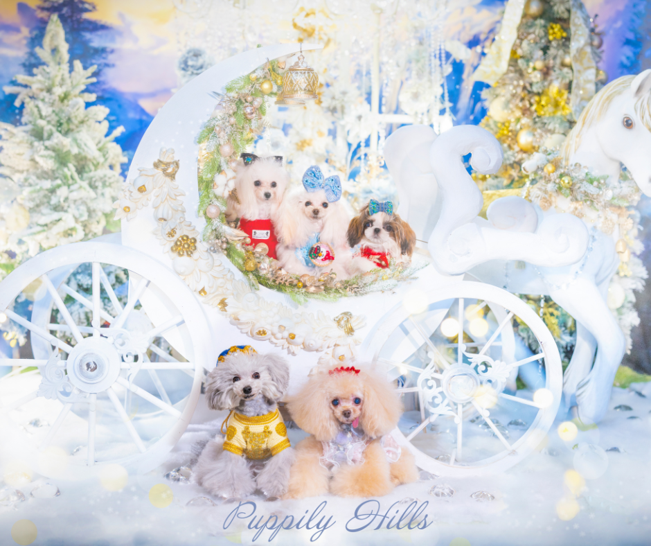 PUPPILY HILLS 公式ホームページ | 大阪&東京にある隠れ家ふうドッグ