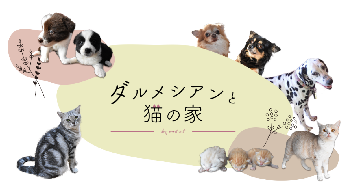 佐賀県の個人ブリーダー｜ダルメシアンと猫の家