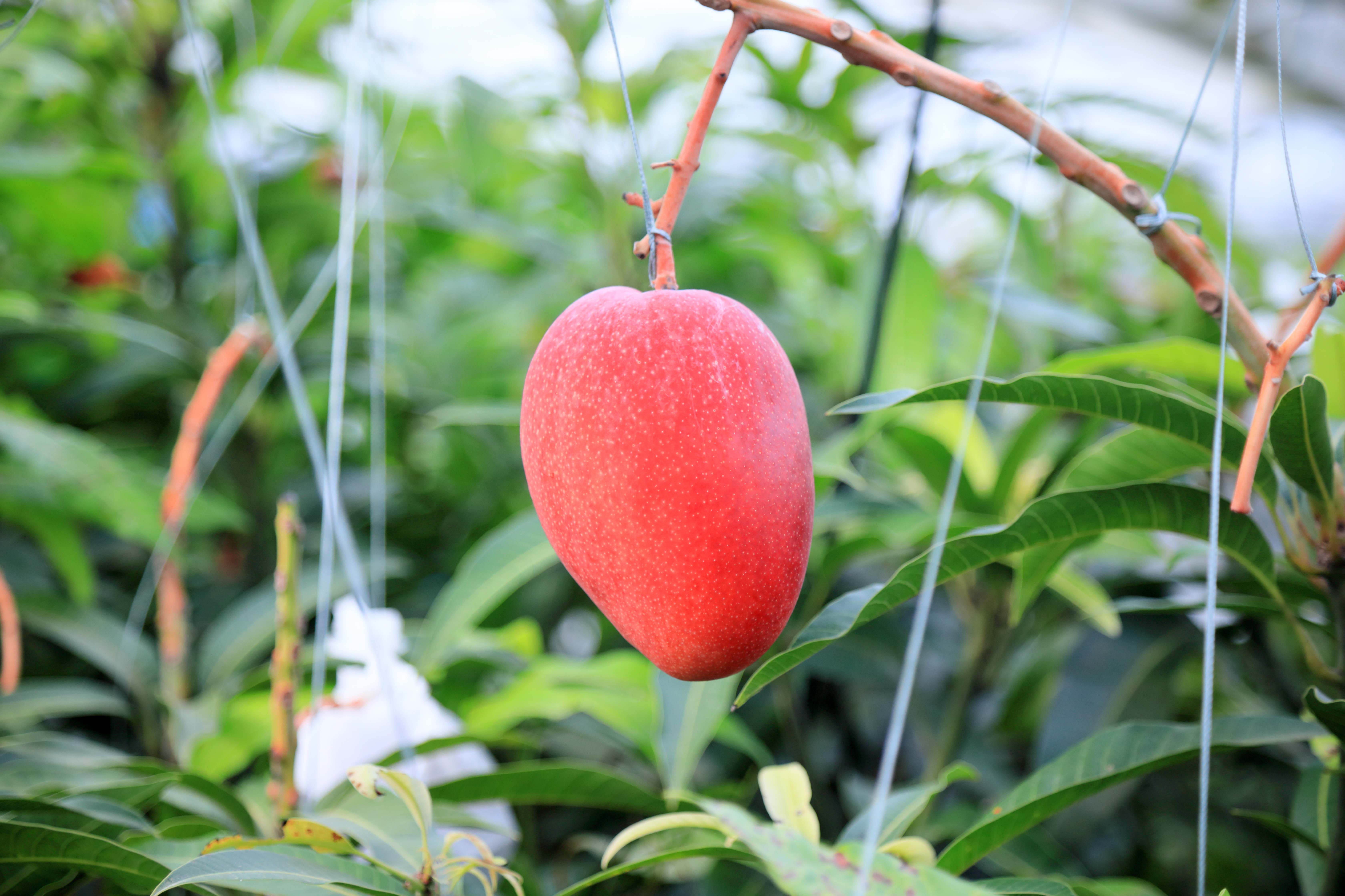 ポトリ果マンゴー 石垣島果樹生産出荷組合