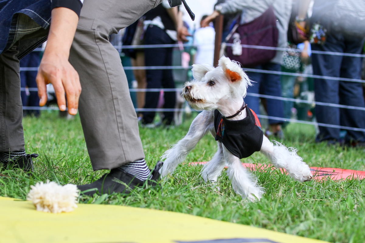 髭犬祭2023-出店メーカー一覧 | シュナウザーのお祭り 髭犬祭2023-出店メーカー一覧 | シュナウザーのお祭り