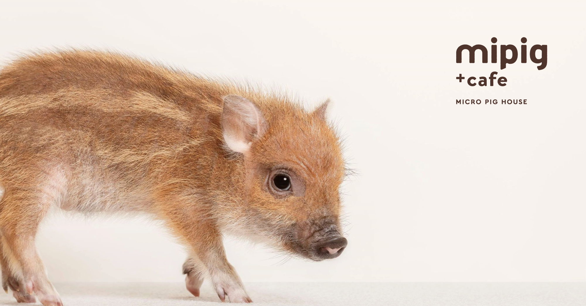 mipig cafe（マイピッグカフェ） - マイクロブタのおうち - 