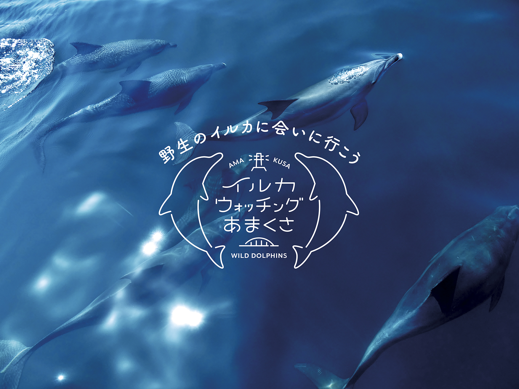 群青イルカ◆自己紹介参照 青色とイルカ 癒し効果、抜群です