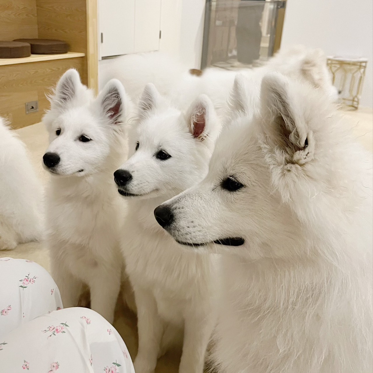 Q&A | Samoyed Café moffu Q&A | Samoyed Café moffu