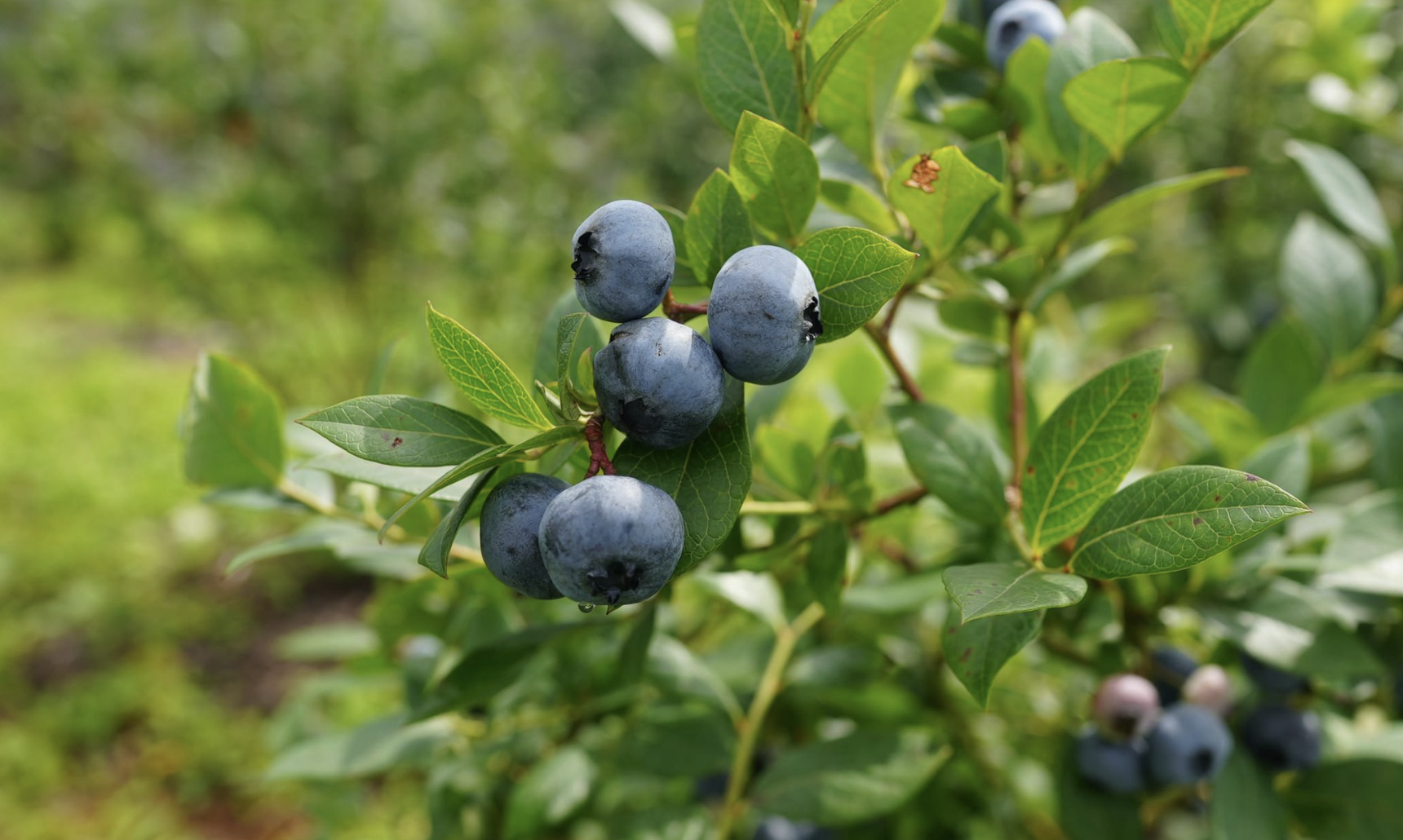 信州信濃町｜しなのブルーベリー農園