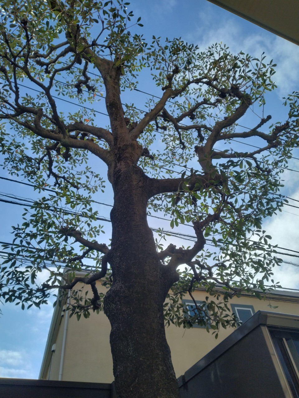 植木屋 緑祥園の外観