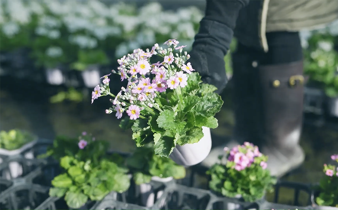 アネモネとひまわり 71EiapiR3jL._AC_UL210_SR210,