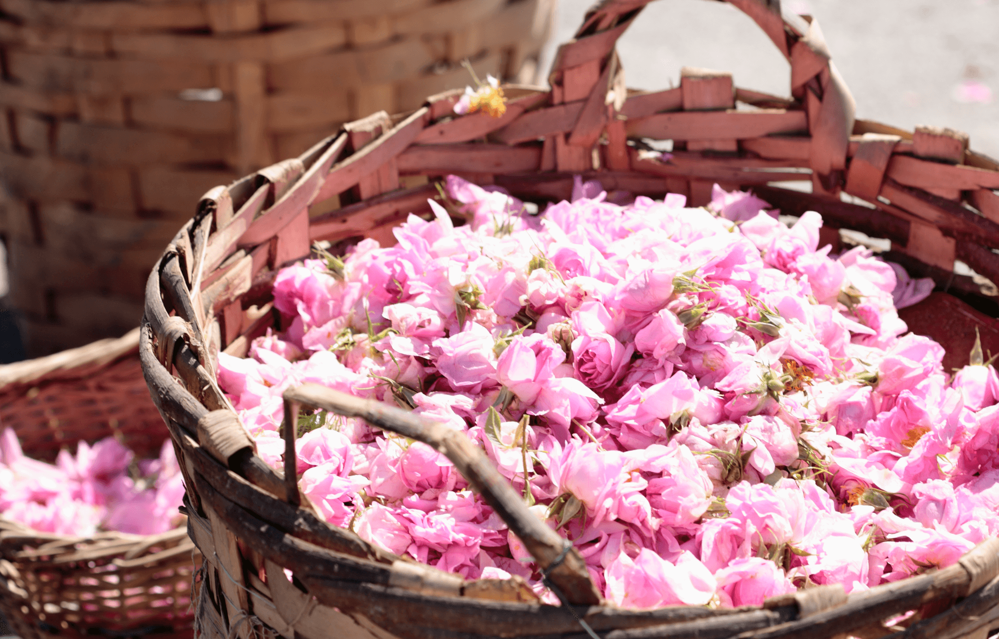 一般社団法人 ブルガリアンローズ文化協会