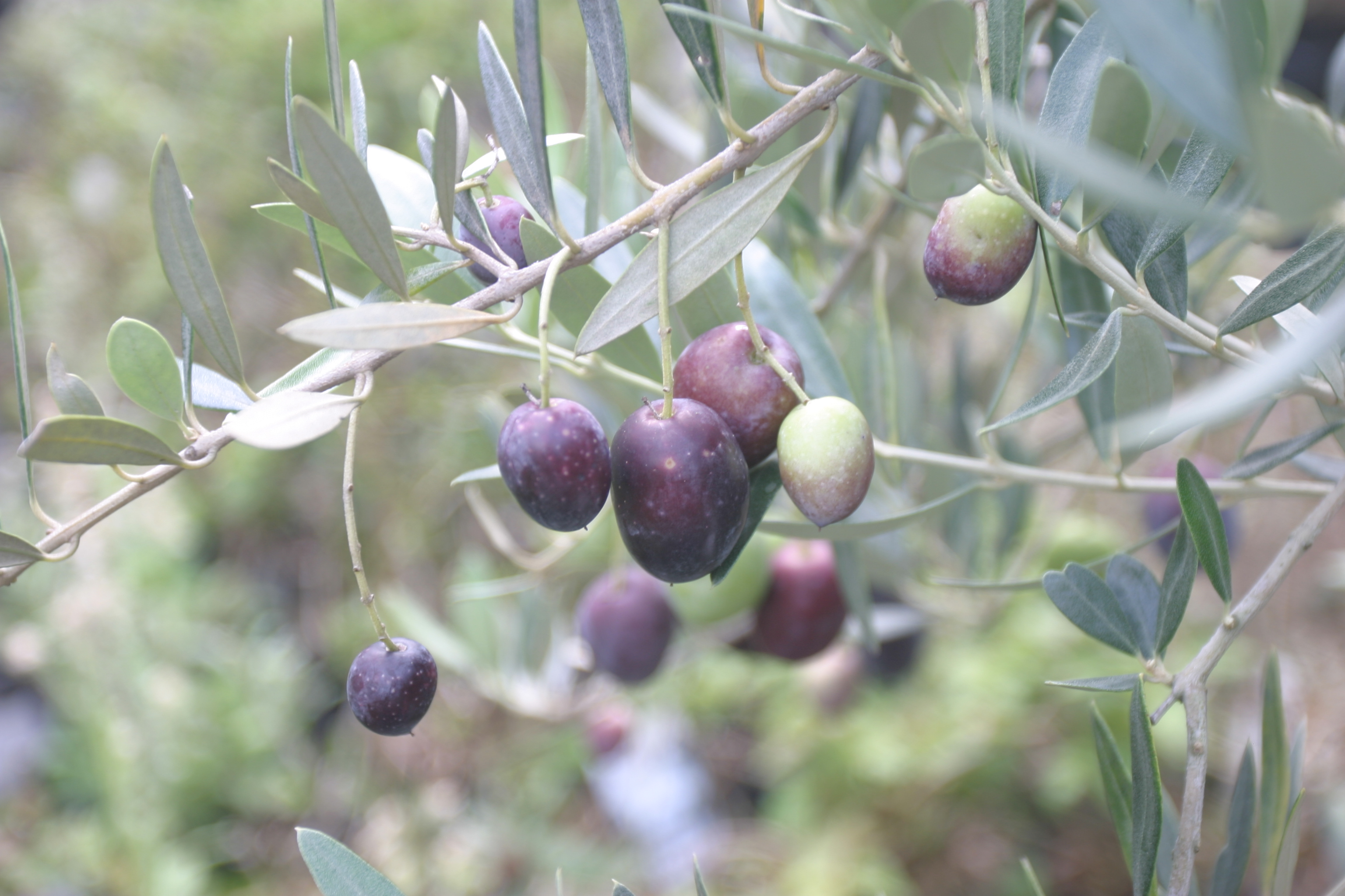 オリーブの木 タラスコア 7号 約115cm NO.850 希少品種 現品掲載 希少