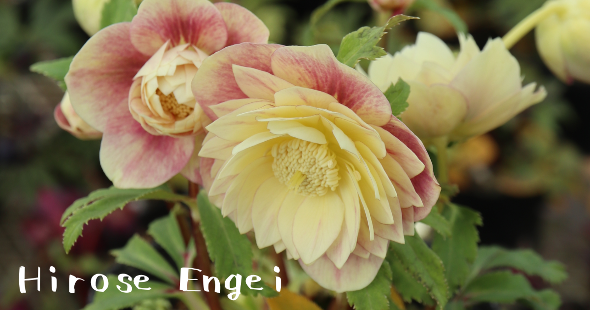 広瀬園芸|hirose_engei 広瀬園芸|hirose_engei