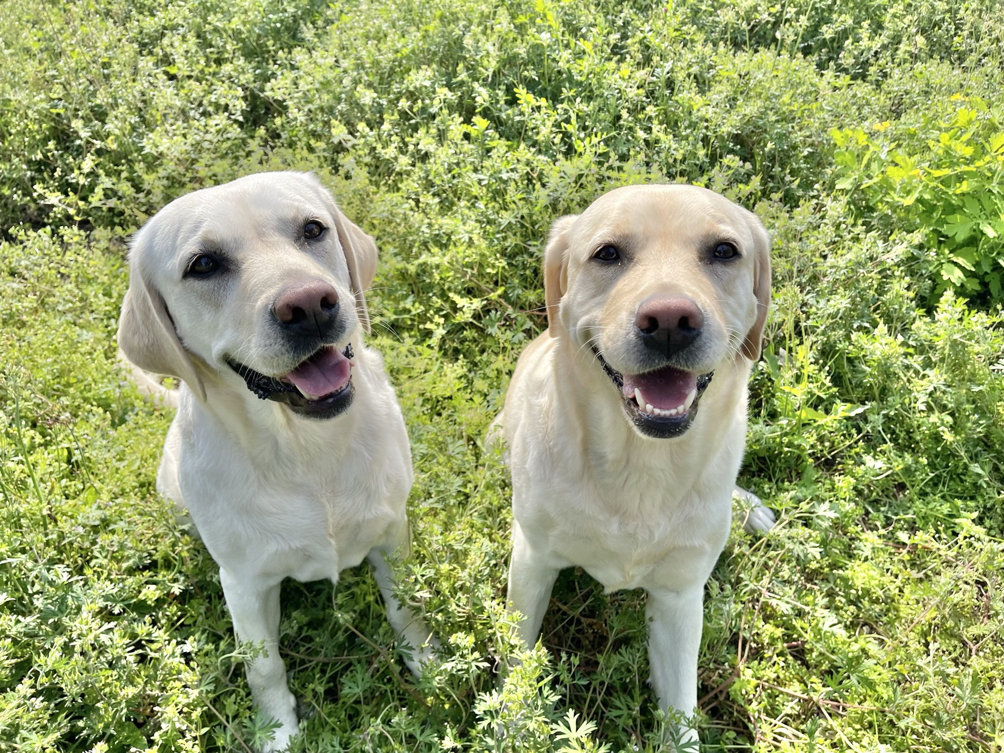 ペットホテル 犬の保育園ワンワン 茨城県古河市 -