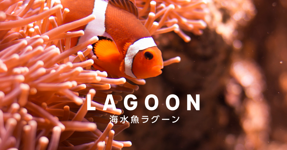 海水魚ラグーン