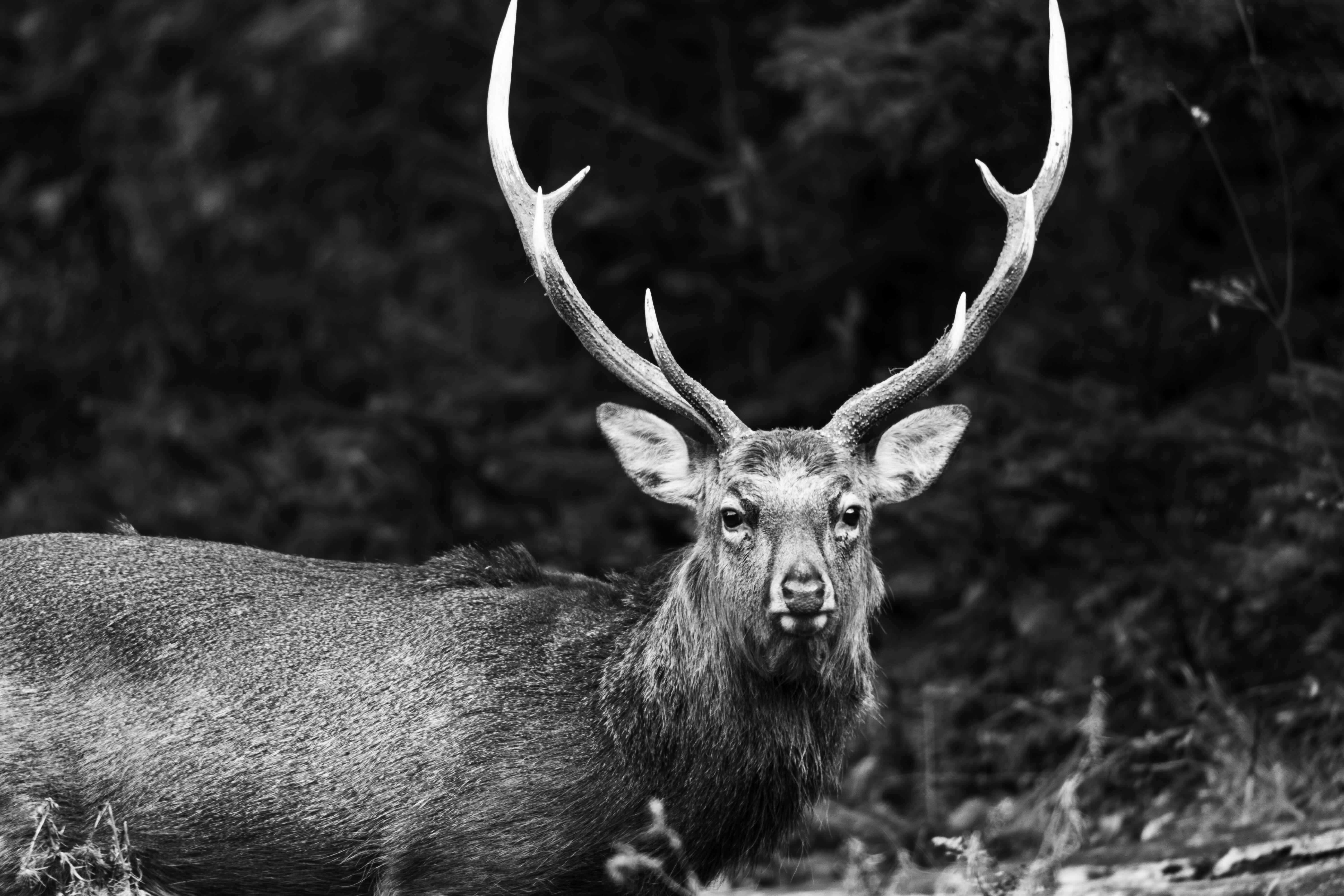 北海道・道東 蝦夷鹿肉の販売 SIKALAB