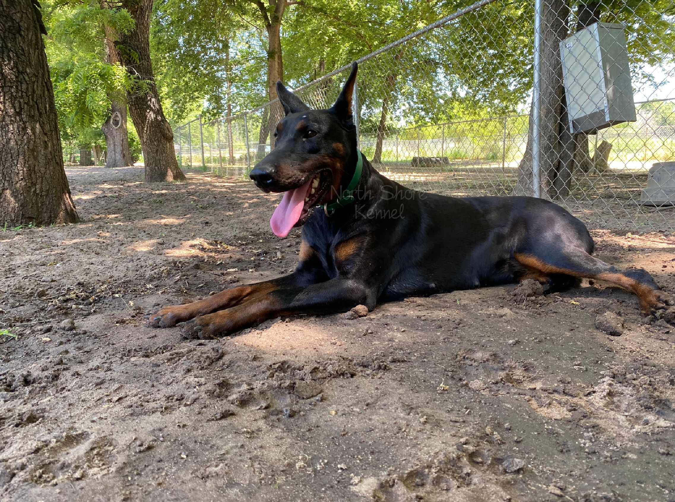 Dobermans North Shore Kennel Greyhounds