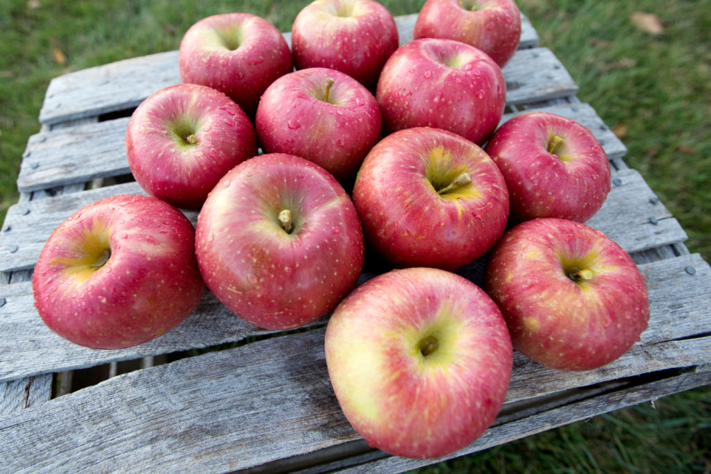 Honeycrisp apples 🍎 🍁 Uncover the secrets behind their unique taste and  texture