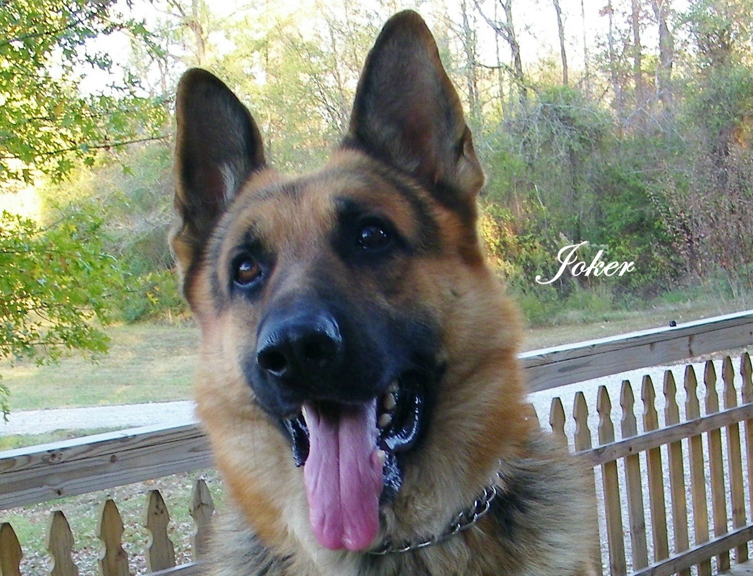 Blackjack german sale shepherds