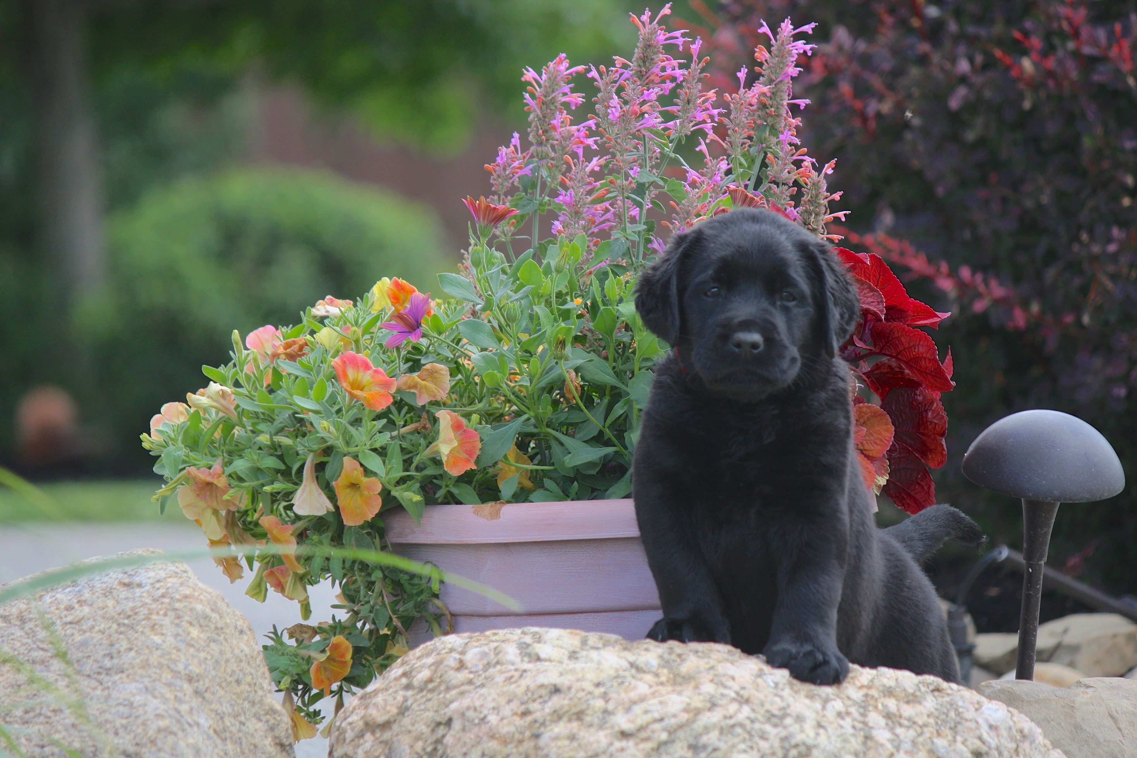 Puppies