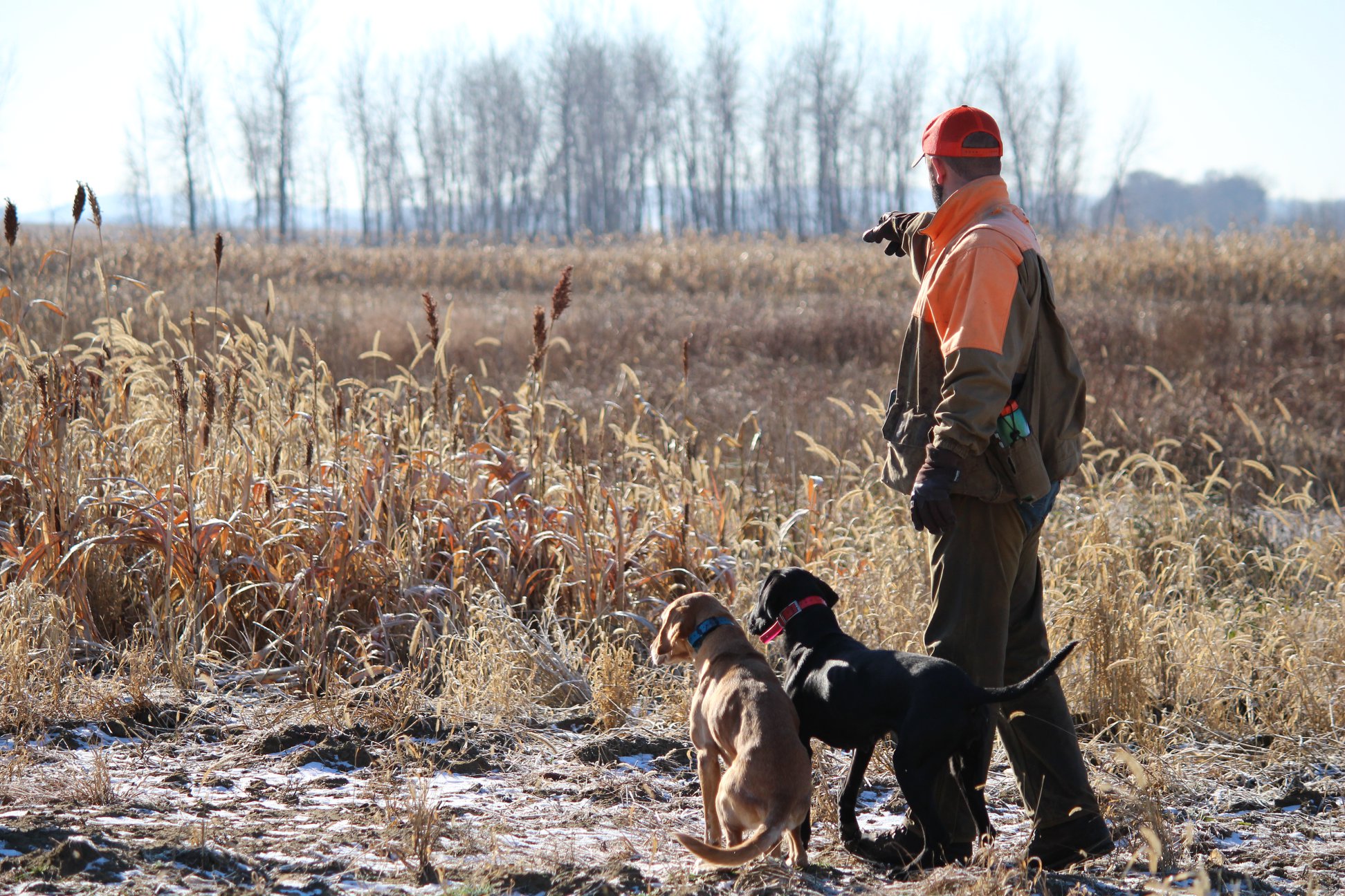 what was the first hunting dog