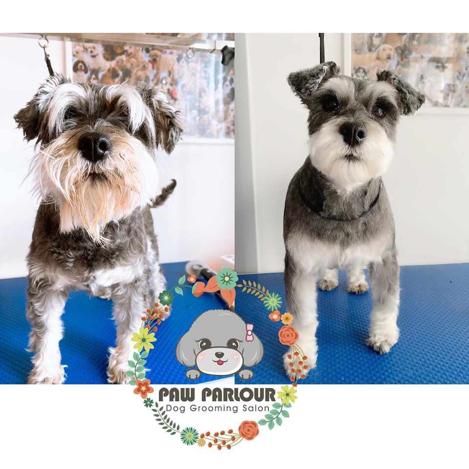 teddy bear schnauzer