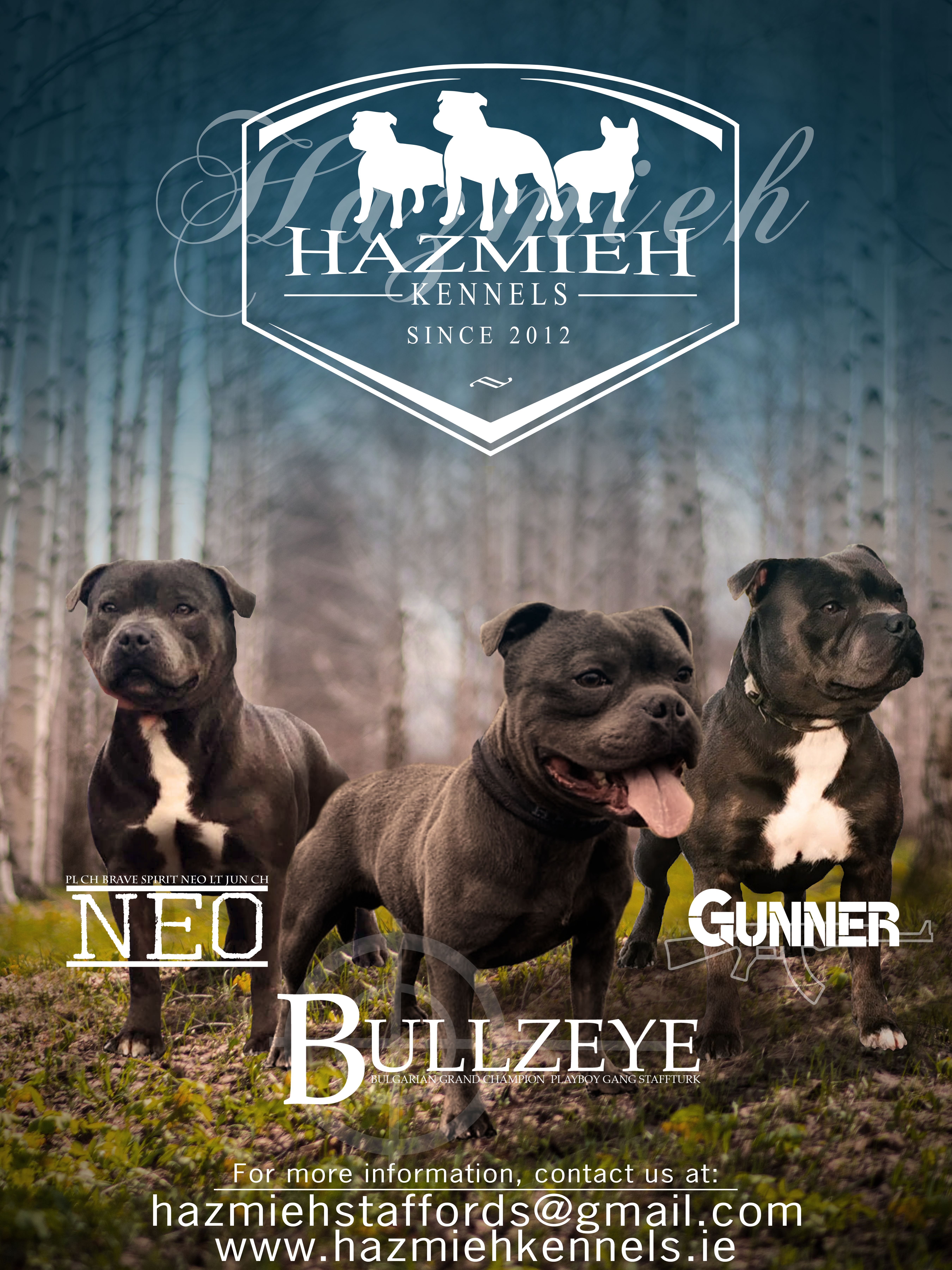 irish staffordshire bull terrier breeders