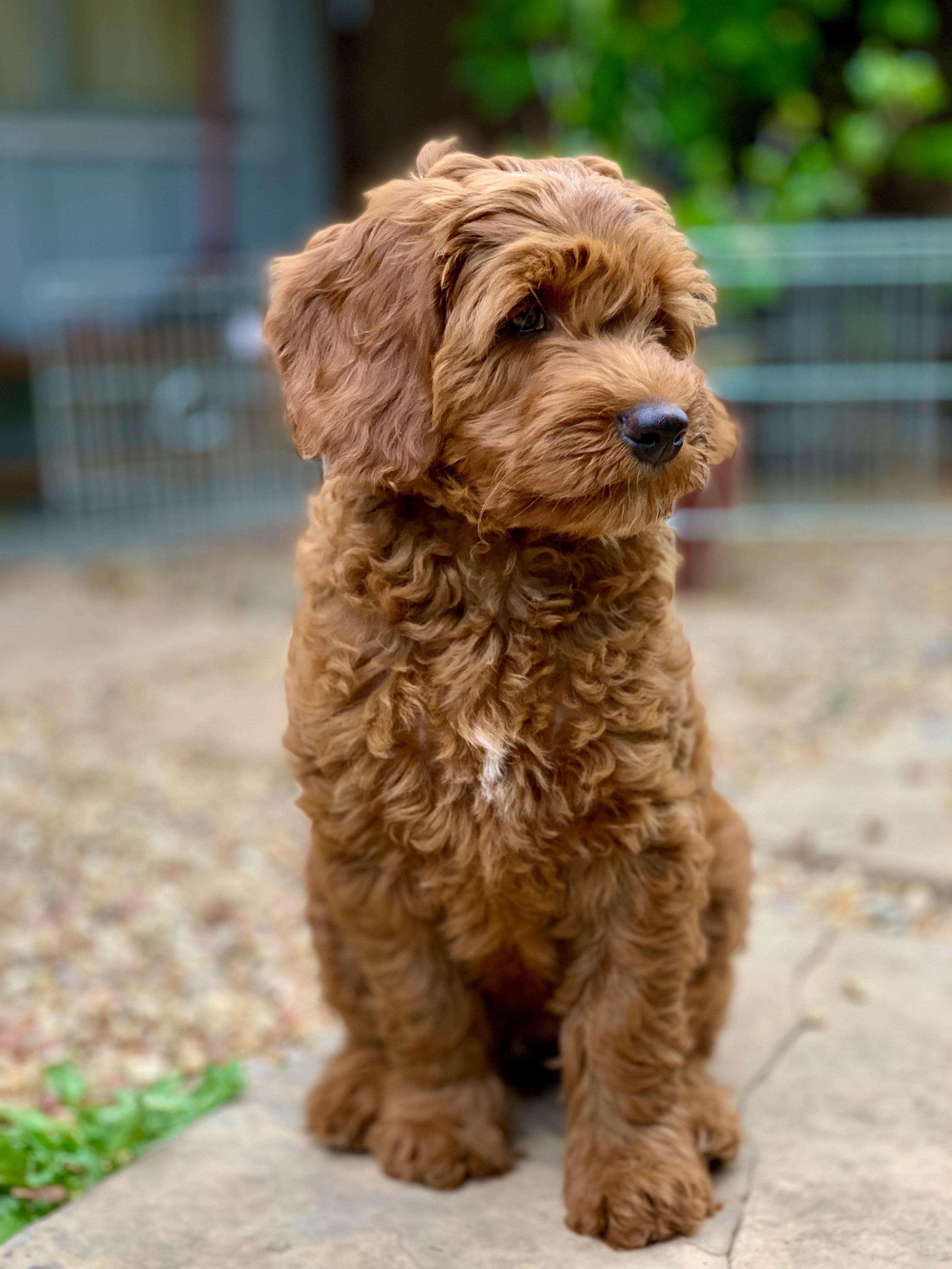 labradoodle puppy