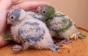 Parrot-Mountain-4-baby-birds.png