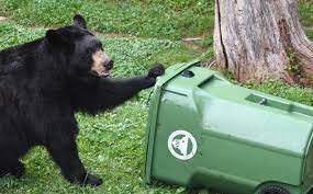 bear-can.jpg