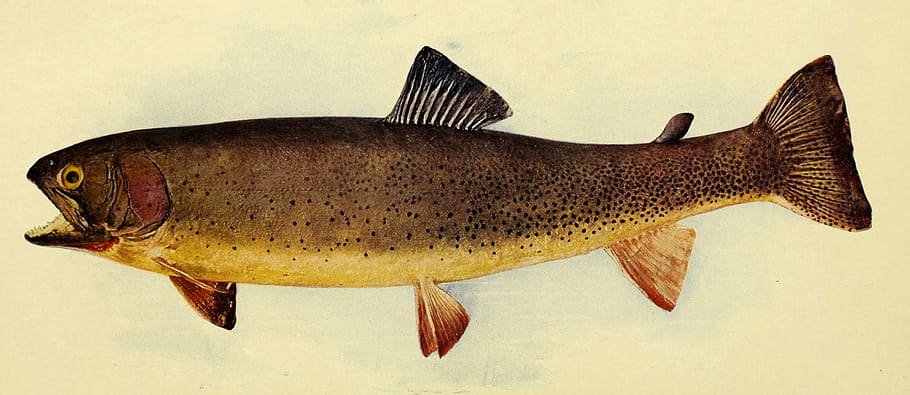 cutthroad-trout-fish-photo-oncorhynchus-clarkii.jpg