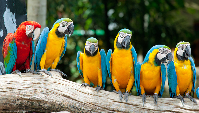 Parrot-mountain-Macaws430.jpg