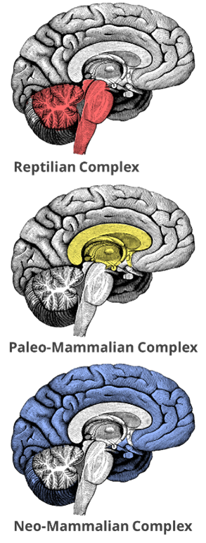 Neurobollocks: Be Careful Not to Fall for All Things 'Brainy