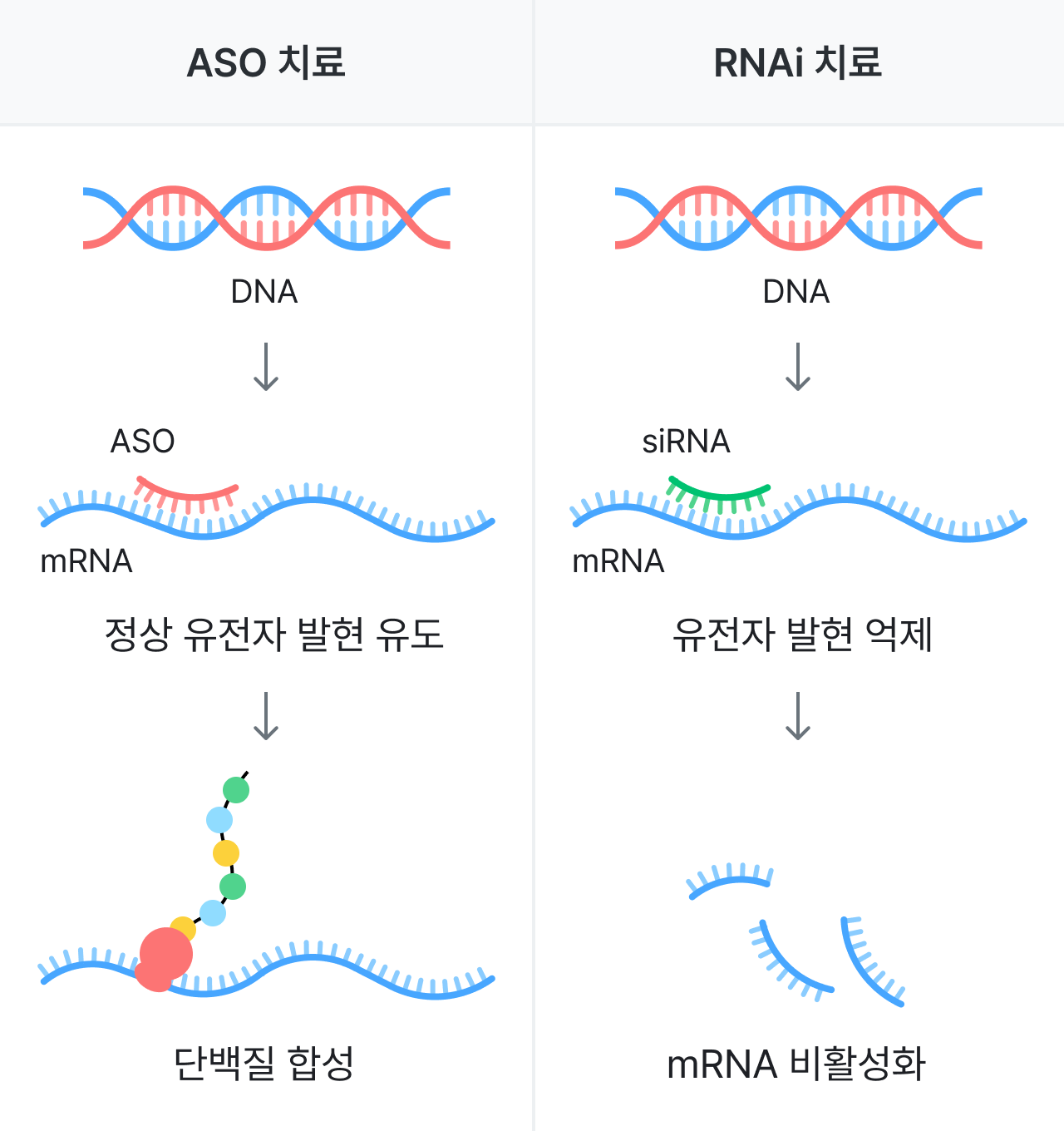 FOXG1 증후군 치료, ASO 치료, RNAi 치료