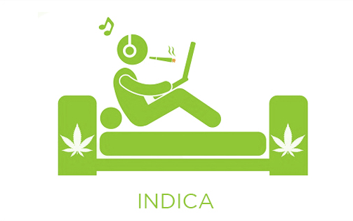 Indica strain