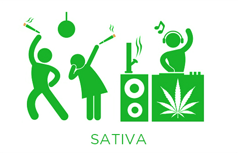 Sativa strain