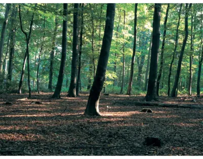 Dämmunterlage Korkschrot, 15 m² Rolle Produktbild #4