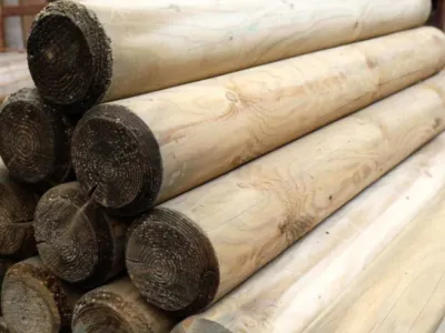 Palisaden Kiefer Produktbild #1